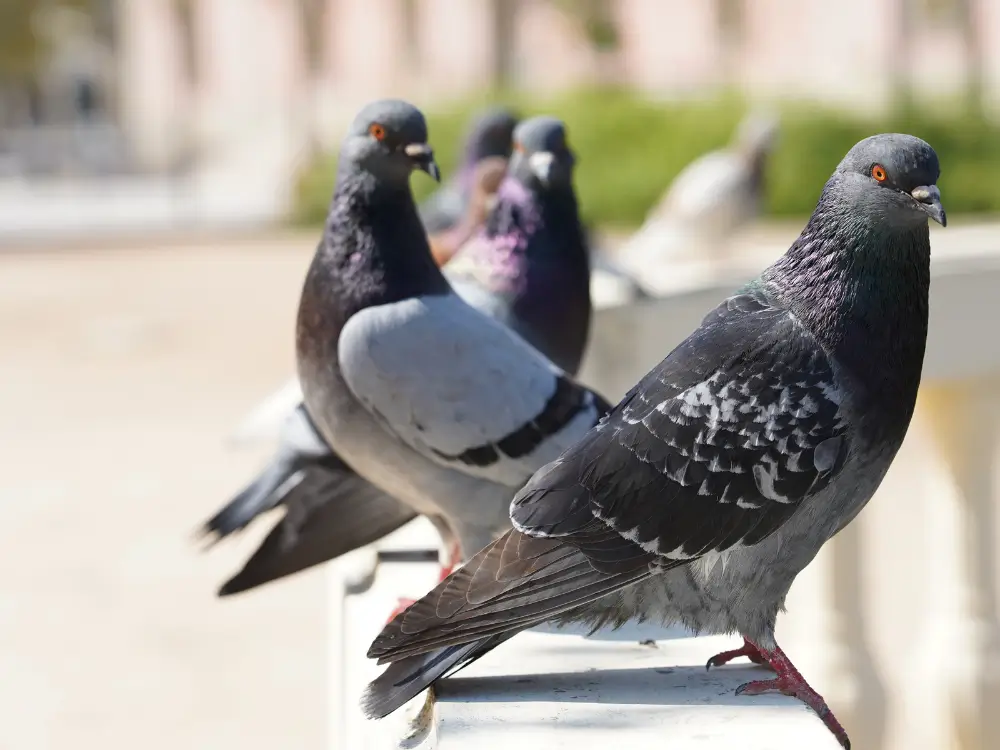 Fuglesikring - fugle i byen; forebyggelse af problemer med bl.a. duer