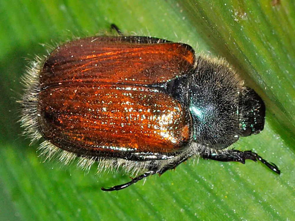 gåsebillelarver er skadedyr, der ødelægger græs og have