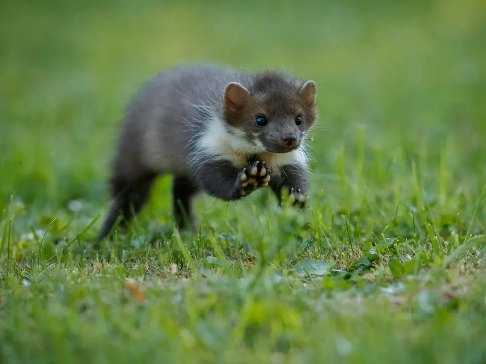 husmår i haven – skadedyr på loft og tag i danske hjem
