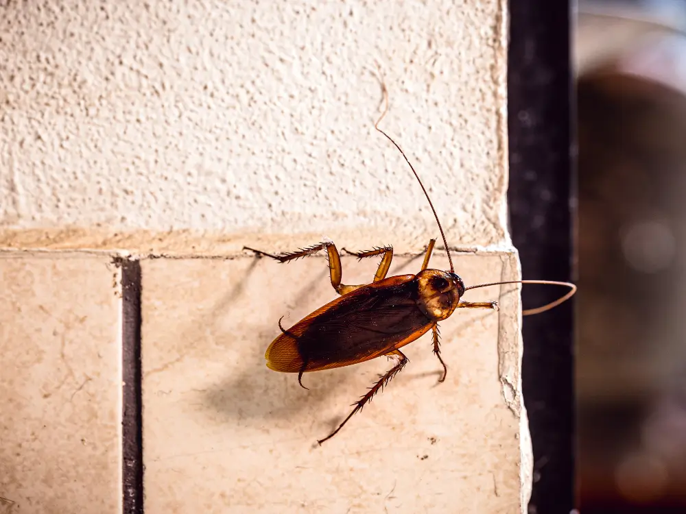 kakerlakker i køkken – alvorligt skadedyr i boliger og erhverv