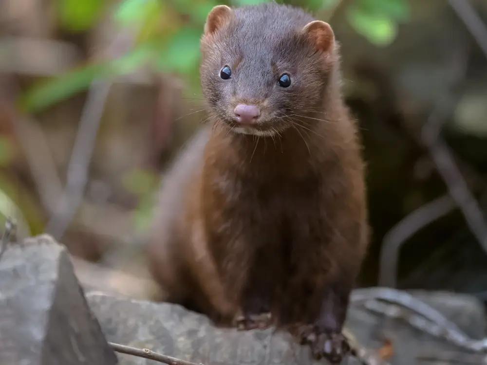 mink i naturen – skadedyr der kan skade høns og mindre dyr