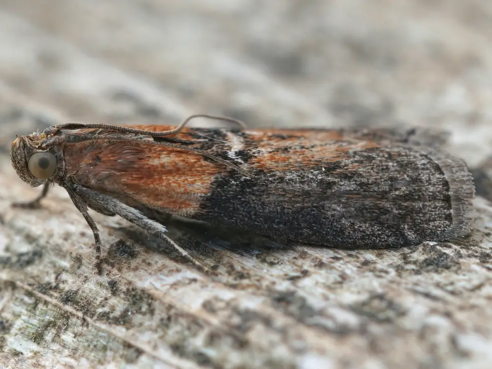 møl i hjemmet – skadedyr i tøj og fødevarer