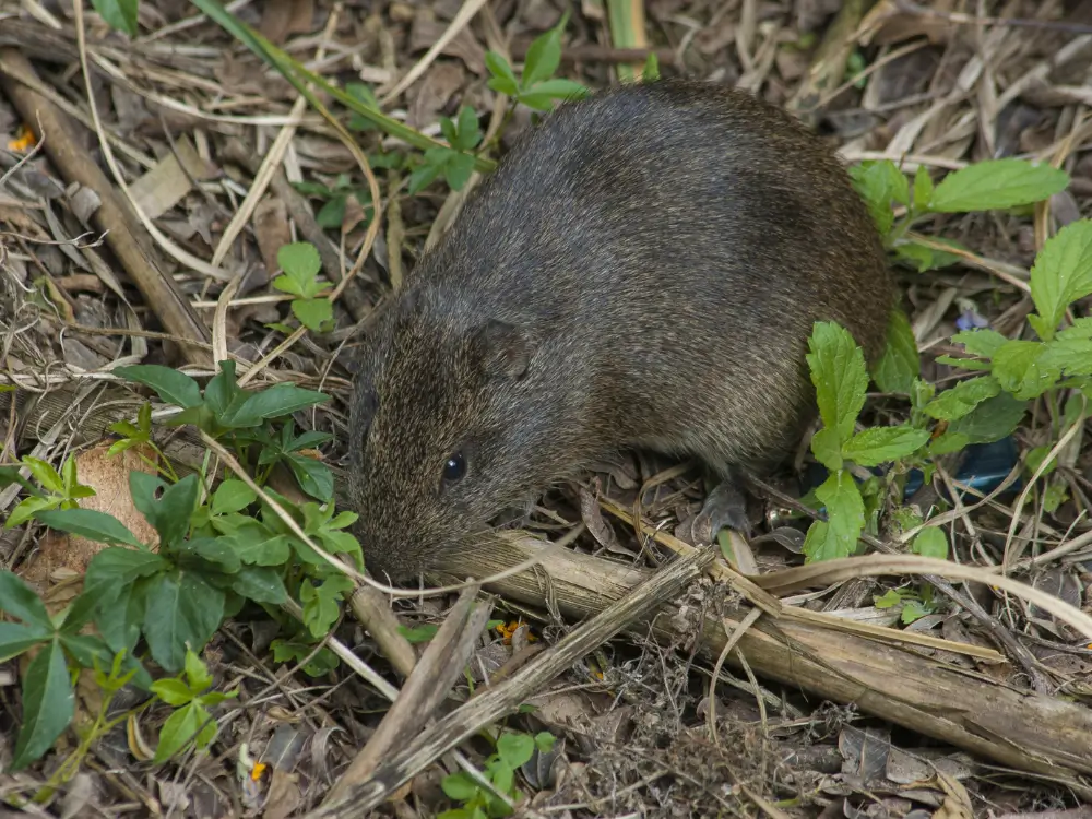 mosegrise i haven – skadedyr der ødelægger rødder og planter