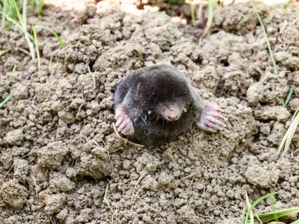 muldvarper i jorden – skadedyr der laver muldvarpeskud i græsplænen