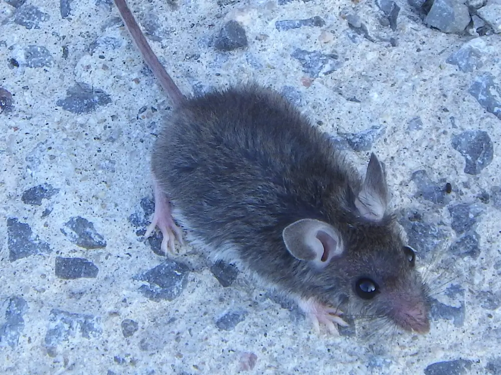 Mus er et meget almindeligt forekommende skadyr i Danmark