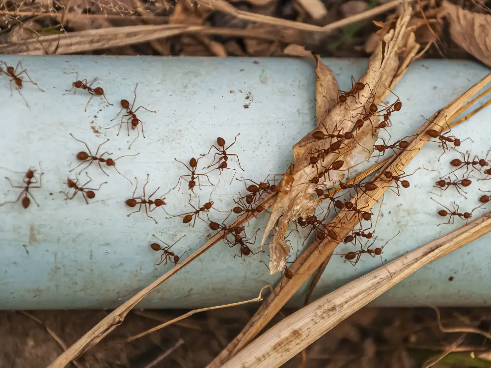 Myrer og myrebo kan være et stort i problem, og ses både i virksomheder og hos private