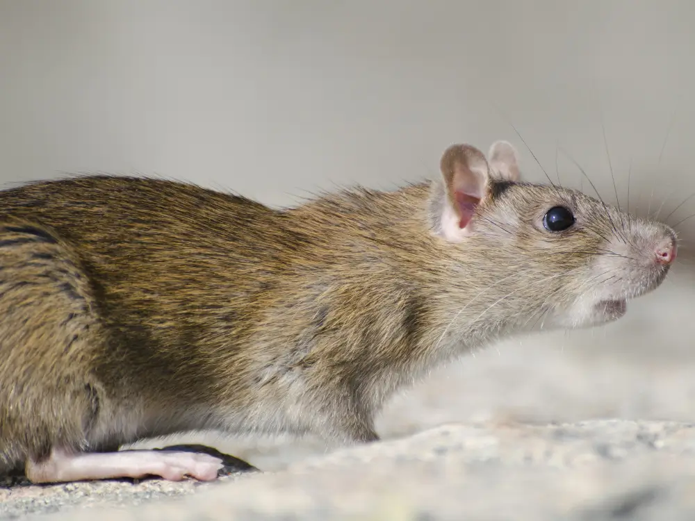 Rotter kan bekæmpes af bekæmpes kommunen, men også virksomheder såsom rottefængere og skadedyrsbekæmpere
