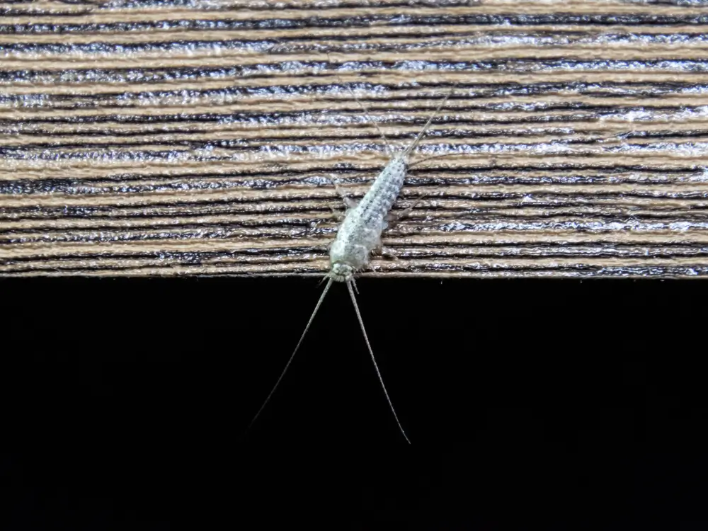 skægkræ indendørs – moderne skadedyr i danske hjem